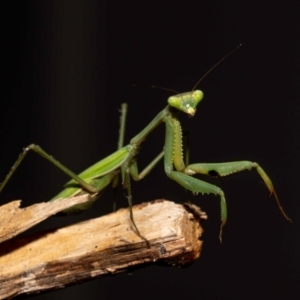 Pseudomantis albofimbriata at Jerrabomberra, NSW - 26 May 2022