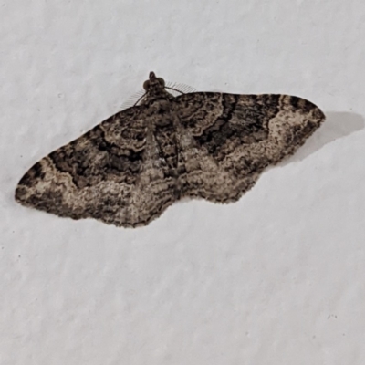 Epyaxa sodaliata (Sodaliata Moth, Clover Moth) at Lions Youth Haven - Westwood Farm A.C.T. - 15 Jun 2022 by HelenCross