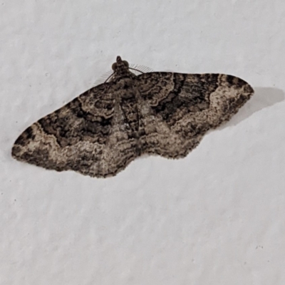 Epyaxa sodaliata (Sodaliata Moth, Clover Moth) at Kambah, ACT - 15 Jun 2022 by HelenCross