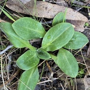 Ammobium craspedioides at Bango, NSW - 15 Jun 2022