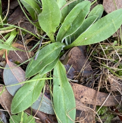 Ammobium craspedioides (Yass Daisy) at Bango, NSW - 15 Jun 2022 by Cuumbeun