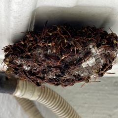 Polistes (Polistella) humilis (Common Paper Wasp) at Macgregor, ACT - 26 Apr 2022 by LAB