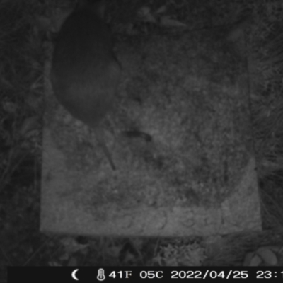 Perameles nasuta (Long-nosed Bandicoot) at Booth, ACT - 25 Apr 2022 by heatherb1997