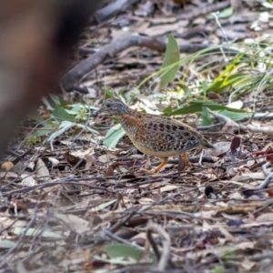 Turnix varius at Coree, ACT - 15 Jun 2022 09:09 AM