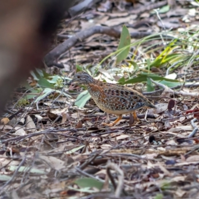 Turnix varius (Painted Buttonquail) at Ginninderry Conservation Corridor - 14 Jun 2022 by Eland
