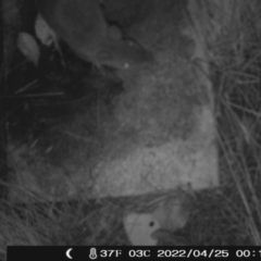 Perameles nasuta (Long-nosed Bandicoot) at Booth, ACT - 25 Apr 2022 by heatherb1997