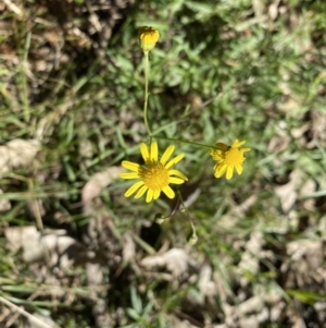 Senecio madagascariensis at Narooma, NSW - 10 Jun 2022 11:32 AM