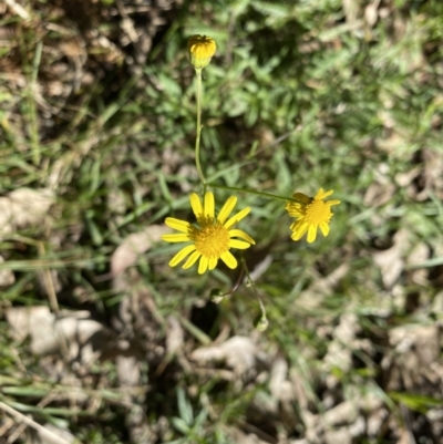 Senecio madagascariensis (Madagascan Fireweed, Fireweed) at Narooma, NSW - 10 Jun 2022 by GlossyGal