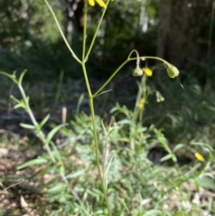 Senecio madagascariensis at Narooma, NSW - 10 Jun 2022