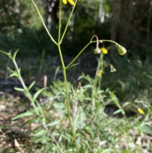 Senecio madagascariensis at Narooma, NSW - 10 Jun 2022 11:32 AM