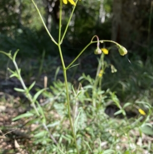 Senecio madagascariensis at Narooma, NSW - 10 Jun 2022