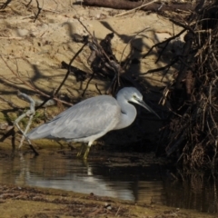 Egretta novaehollandiae (White-faced Heron) at Narooma, NSW - 11 Jun 2022 by GlossyGal