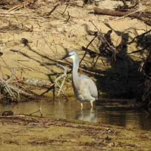 Egretta novaehollandiae at Narooma, NSW - 11 Jun 2022