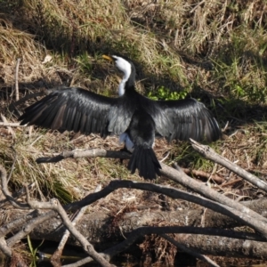 Microcarbo melanoleucos at Narooma, NSW - 11 Jun 2022