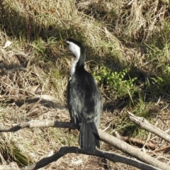 Microcarbo melanoleucos at Narooma, NSW - 11 Jun 2022 01:38 PM