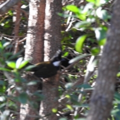 Psophodes olivaceus at Narooma, NSW - 11 Jun 2022 02:21 PM