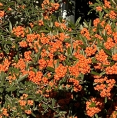 Pyracantha angustifolia (Firethorn, Orange Firethorn) at Reid, ACT - 11 Jun 2022 by JanetRussell
