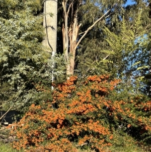 Pyracantha angustifolia at Reid, ACT - 11 Jun 2022