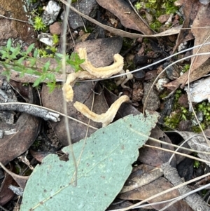 Clavulina sp. at Aranda, ACT - 16 Jun 2022