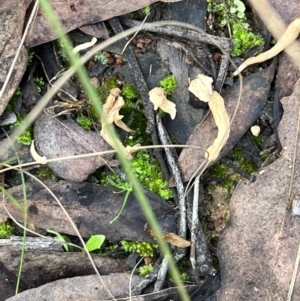 Clavulina sp. at Aranda, ACT - 16 Jun 2022