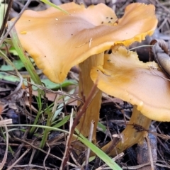Unidentified Cap on a stem; gills below cap [mushrooms or mushroom-like] (TBC) at Molonglo Valley, ACT - 16 Jun 2022 by trevorpreston