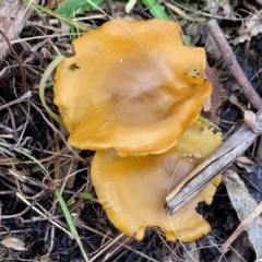 zz agaric (stem; gills not white/cream) at Molonglo Valley, ACT - 16 Jun 2022