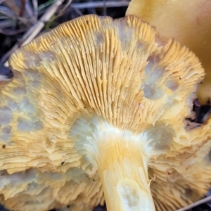 zz agaric (stem; gills not white/cream) at Molonglo Valley, ACT - 16 Jun 2022