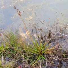 Juncus planifolius (Broad-leaved Rush) at Molonglo Valley, ACT - 16 Jun 2022 by trevorpreston