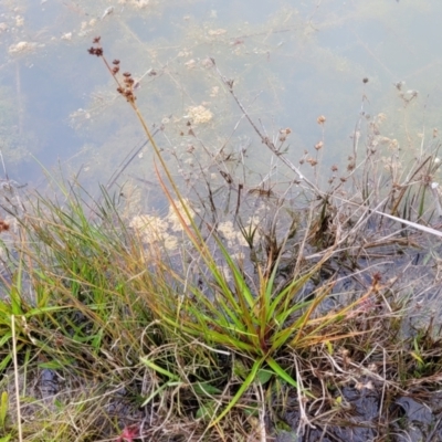 Juncus planifolius (Broad-leaved Rush) at Block 402 - 16 Jun 2022 by trevorpreston