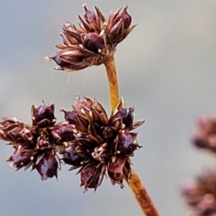 Juncus planifolius at Molonglo Valley, ACT - 16 Jun 2022 12:24 PM