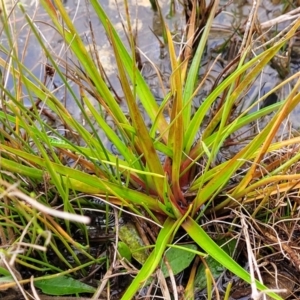 Juncus planifolius at Molonglo Valley, ACT - 16 Jun 2022 12:24 PM