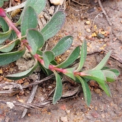 Hypericum perforatum (St John's Wort) at Molonglo Valley, ACT - 16 Jun 2022 by trevorpreston