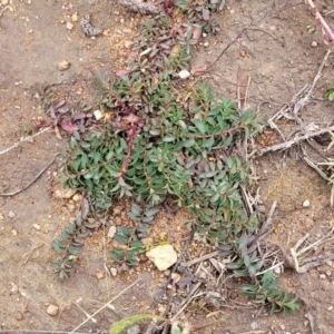 Hypericum perforatum at Molonglo Valley, ACT - 16 Jun 2022 12:12 PM