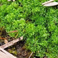 Fossombronia sp. (genus) (A leafy liverwort) at Block 402 - 16 Jun 2022 by trevorpreston