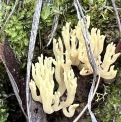 Ramaria sp. (A Coral fungus) at Black Mountain - 16 Jun 2022 by Wendyp5