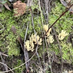 Ramaria sp. at Acton, ACT - 16 Jun 2022