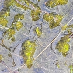 Unverified Lichen, Moss or other Bryophyte at Molonglo Valley, ACT - 16 Jun 2022 by trevorpreston