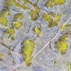 Unidentified Moss, Lichen, Liverwort, etc at Block 402 - 16 Jun 2022 by trevorpreston