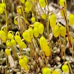 Rosulabryum sp. (A moss) at Molonglo Valley, ACT - 16 Jun 2022 by trevorpreston