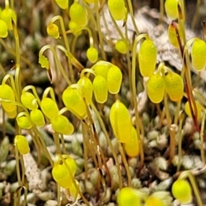 Rosulabryum sp. at Molonglo Valley, ACT - 16 Jun 2022 12:13 PM