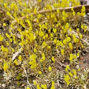 Rosulabryum sp. at Molonglo Valley, ACT - 16 Jun 2022 12:13 PM