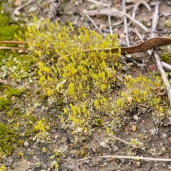 Rosulabryum sp. at Molonglo Valley, ACT - 16 Jun 2022 12:13 PM