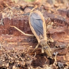 Aradidae sp. (family) (Flat bug) at Molonglo Valley, ACT - 16 Jun 2022 by trevorpreston
