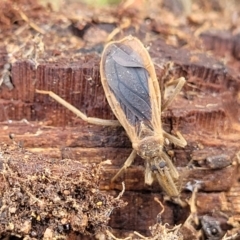 Opistoplatys australasiae (An assassin bug) at Molonglo Valley, ACT - 16 Jun 2022 by trevorpreston