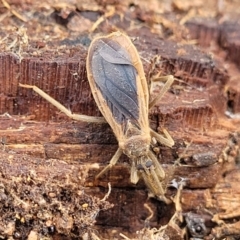 Opistoplatys australasiae at Molonglo Valley, ACT - 16 Jun 2022