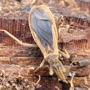 Opistoplatys australasiae at Molonglo Valley, ACT - 16 Jun 2022