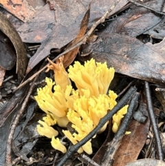 Ramaria sp. (A Coral fungus) at Bruce, ACT - 5 Jun 2022 by Wendyp5