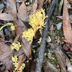 Ramaria sp. at Bruce, ACT - 5 Jun 2022