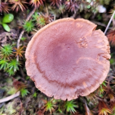 zz agaric (stem; gills not white/cream) at Block 402 - 16 Jun 2022 by trevorpreston