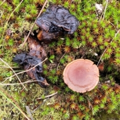 zz agaric (stem; gills not white/cream) at Molonglo Valley, ACT - 16 Jun 2022 12:36 PM